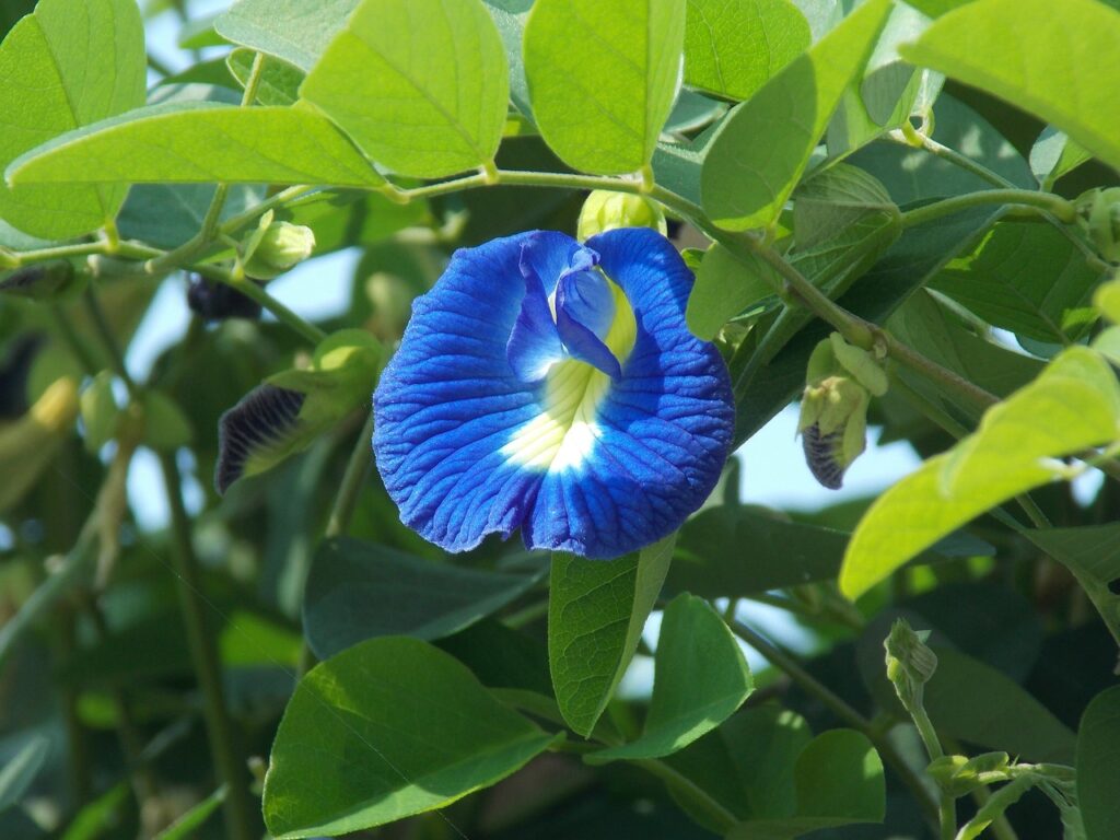 clitoria ternatea, asian pigeonwings, pigeonwings-1738521.jpg