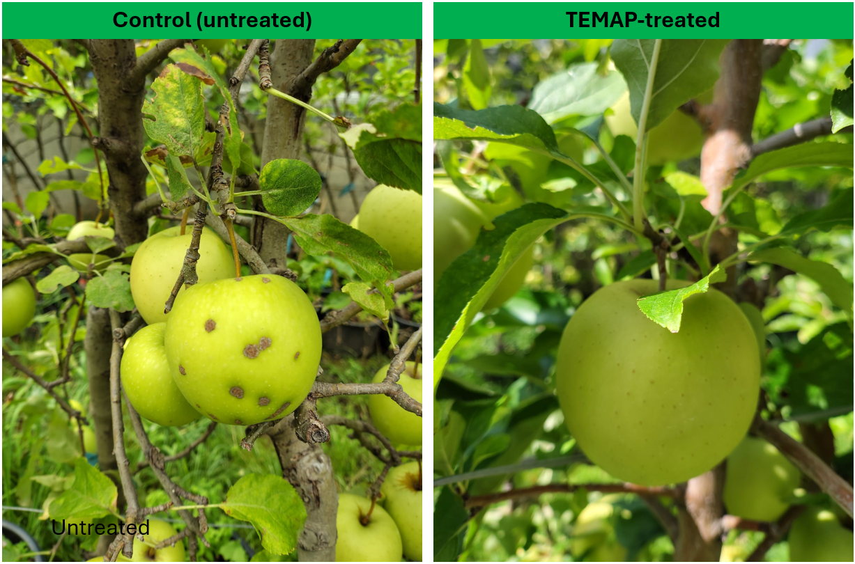 Semi field trial comparison under Venturia inaequalis (apple scab) pressure: untreated apples (left) versus TEMAP-treated apples (right)